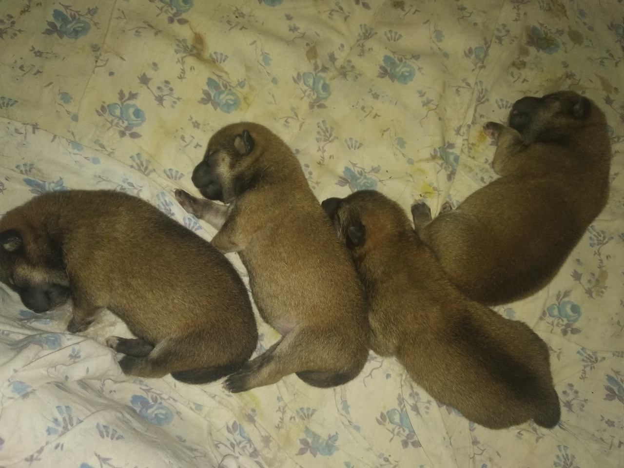 Помет Д общее. AMERICAN AKITA RUBYLIGHT KENNEL I SHIBA-INU