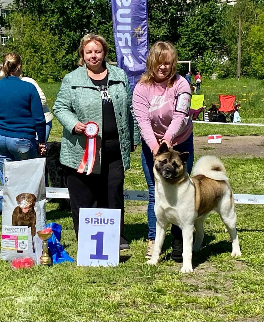 Американская акита питомник RUBYLIGHT. Американская акита I Сиба ину I Питомник RUBYLIGHT