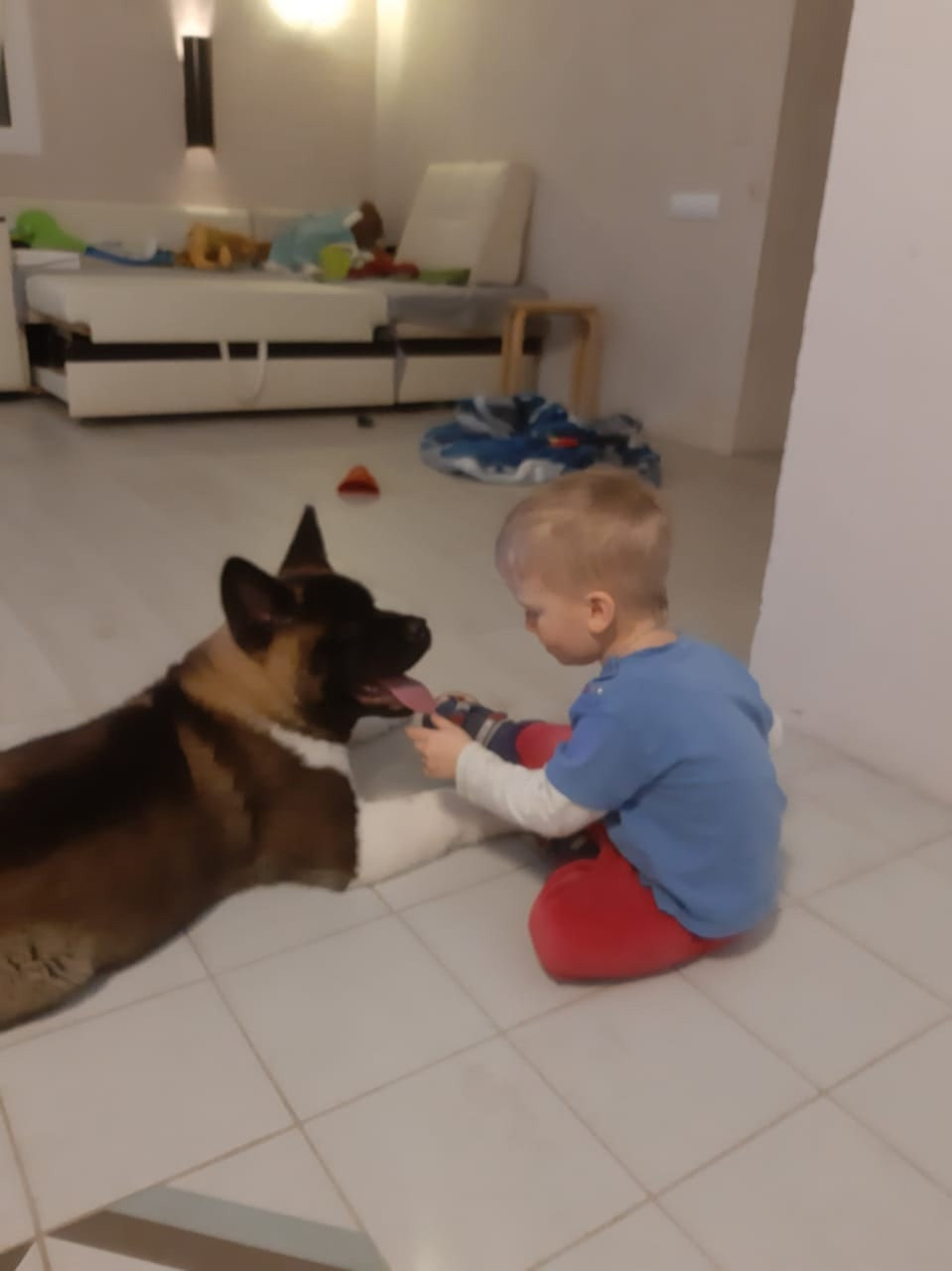 RUBYLIGHT GARRY * Гарри. AMERICAN AKITA RUBYLIGHT KENNEL I SHIBA-INU