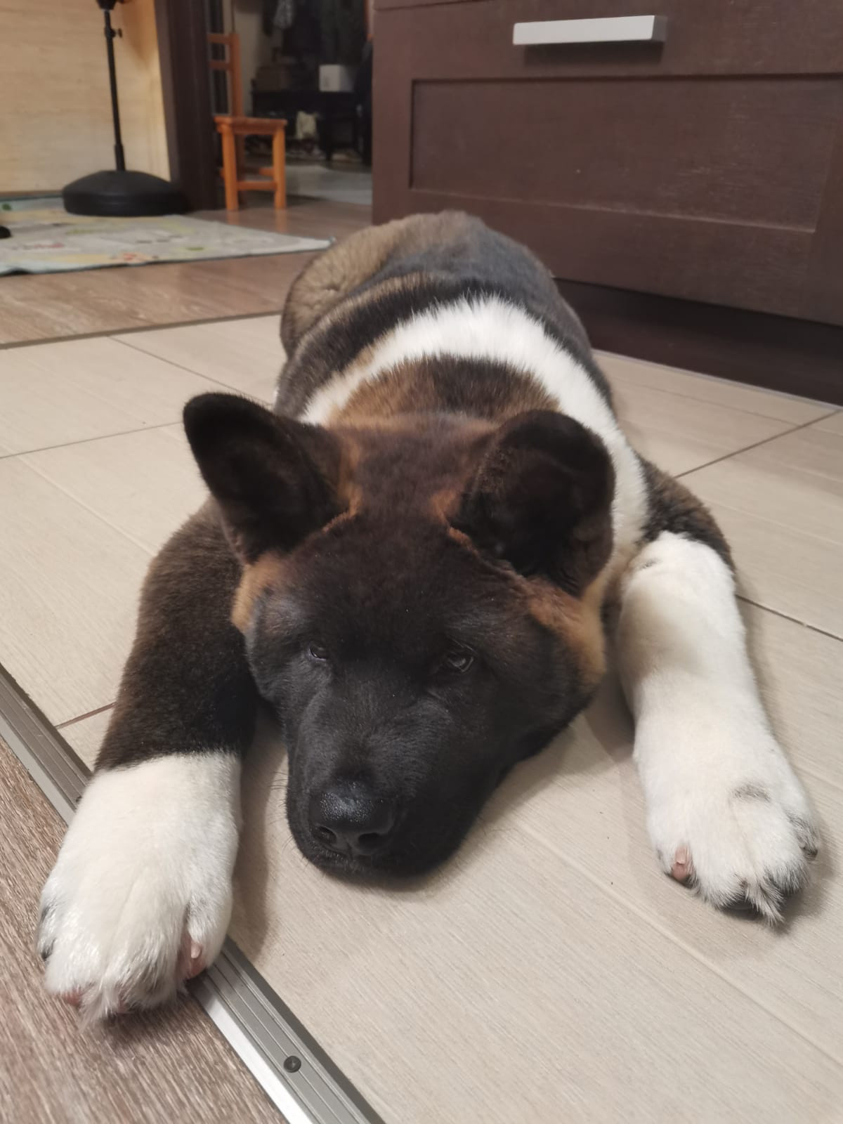 RUBYLIGHT Kiros. AMERICAN AKITA RUBYLIGHT KENNEL I SHIBA-INU