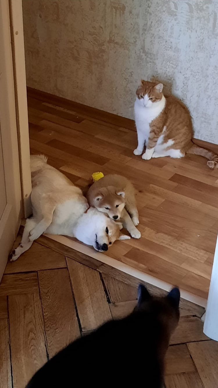 Сиба питомник RUBYLIGHT. Американская акита I Сиба ину I Питомник RUBYLIGHT