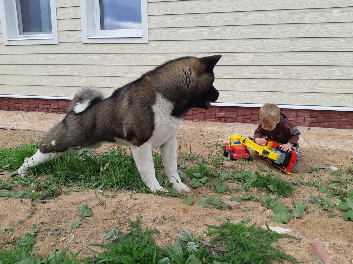 RUBYLIGHT GARRY * Гарри. AMERICAN AKITA RUBYLIGHT KENNEL I SHIBA-INU