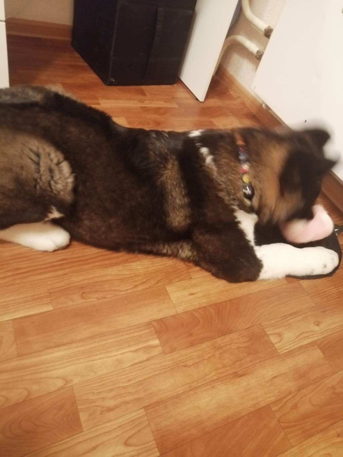 Американская акита питомник RUBYLIGHT. Американская акита I Сиба ину I Питомник RUBYLIGHT