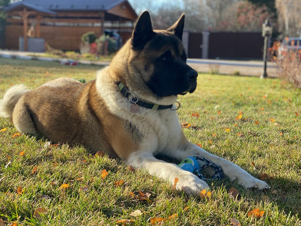 Американская акита питомник RUBYLIGHT. Американская акита I Сиба ину I Питомник RUBYLIGHT