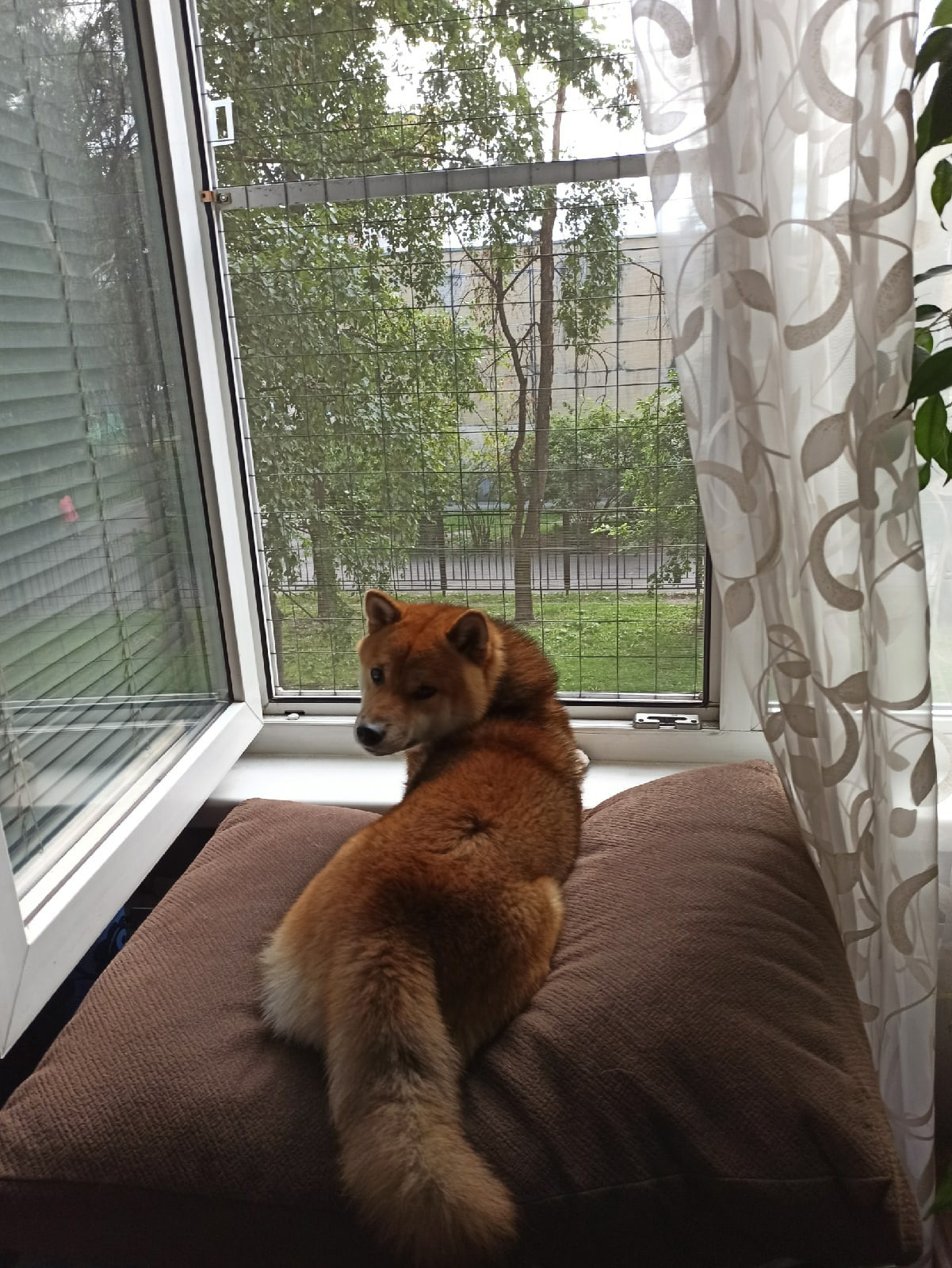 Сиба питомник RUBYLIGHT. Американская акита I Сиба ину I Питомник RUBYLIGHT