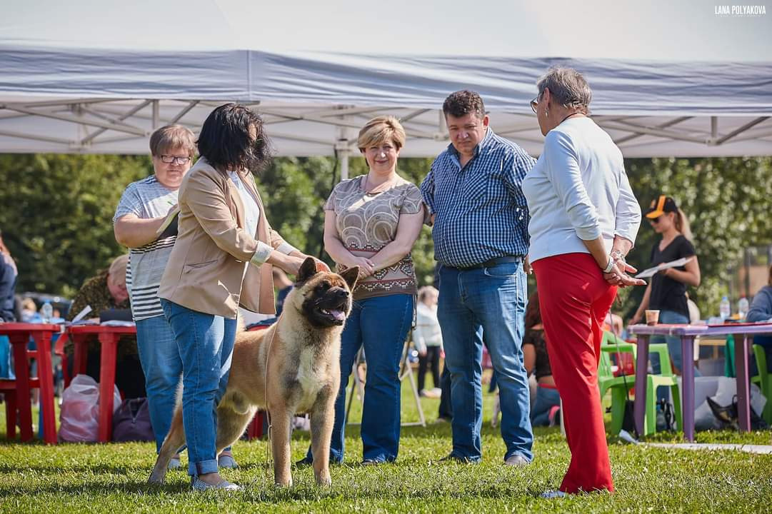 Отец помёта М — NATIVEBEAR LEGION MAN , Американская Акита Санкт-Петербург