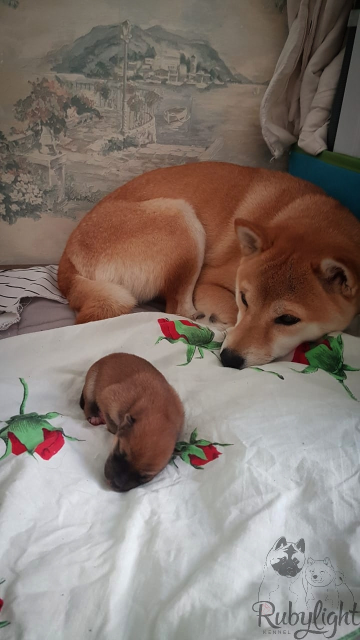 RUBYLIGHT NIKOLE, Отец: SHIOMARU EVER DREAM Мать: TRIUMF SIBIRI AKIKO CHIKAKO, Санкт-Петербург, RUBYLIGHT kennel