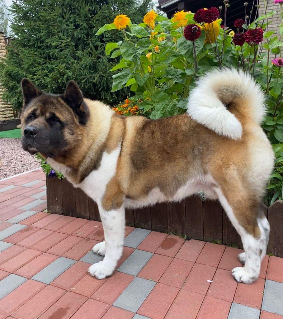 АМЕРИКАНСКАЯ АКИТА. Американская акита I Сиба ину I Питомник RUBYLIGHT