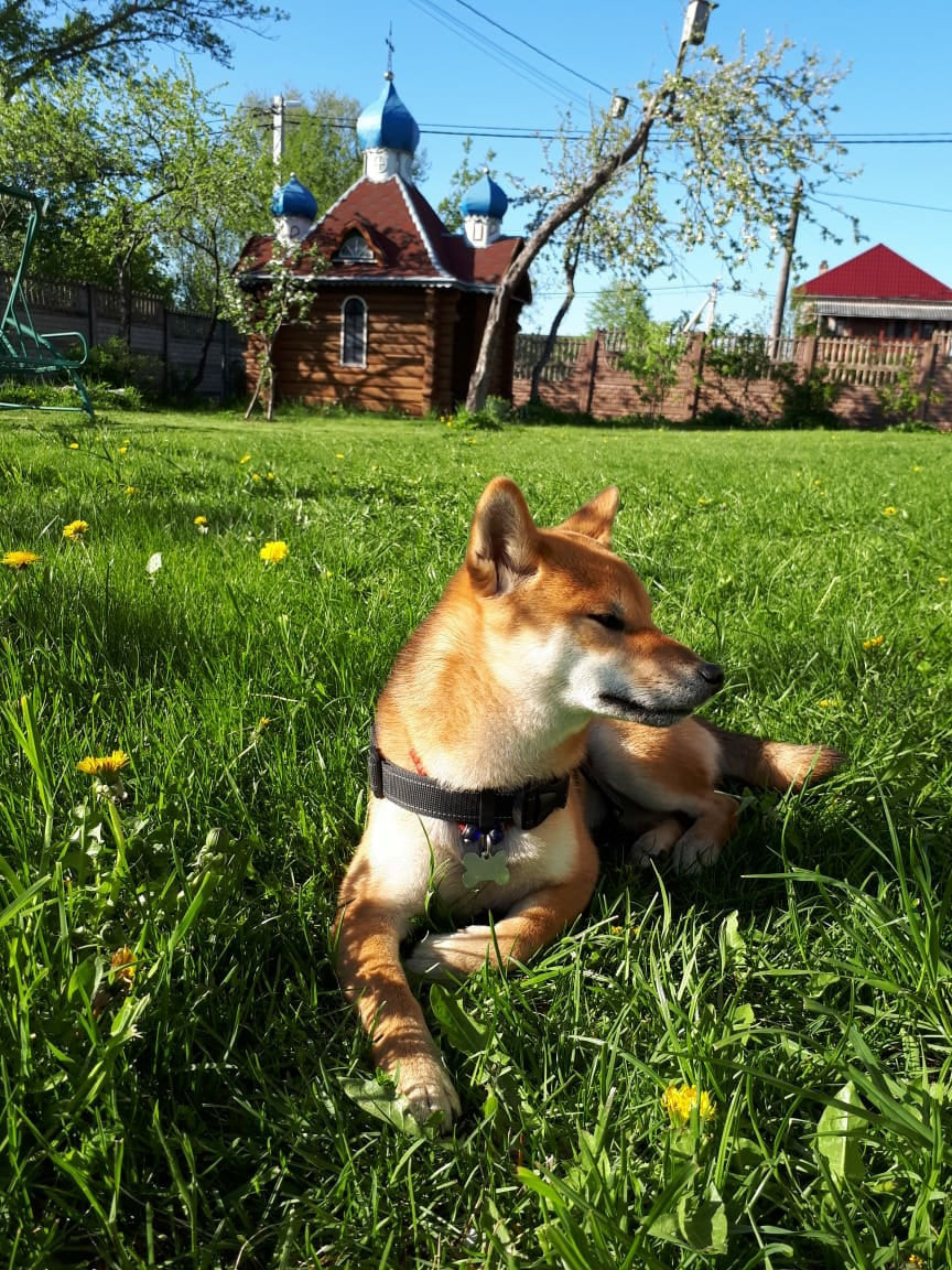 RUBYLIGHT DOLL * Долька (Отец: Хиро * HANDZIMEMESITE HIRO , Мать: Дэва * ZOLOTO PARTII DEVANA GODDESS OF HUNT) сиба