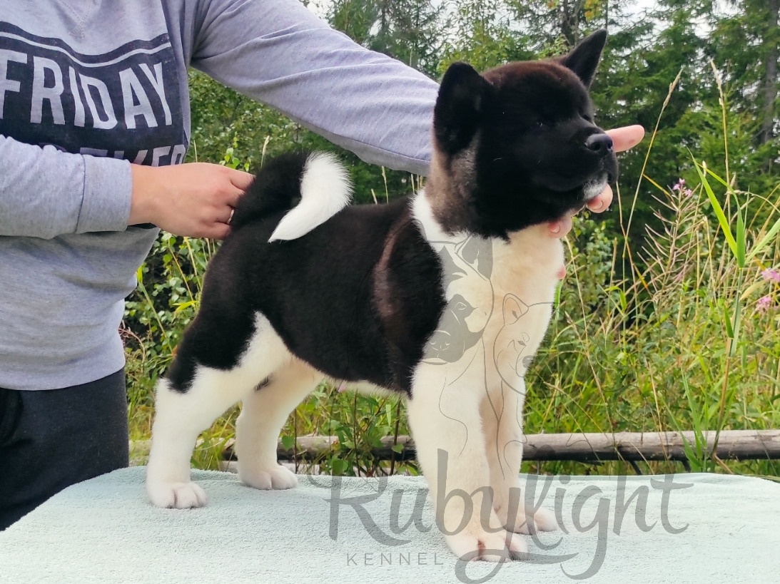 RUBYLIGHT King. AMERICAN AKITA RUBYLIGHT KENNEL I SHIBA-INU