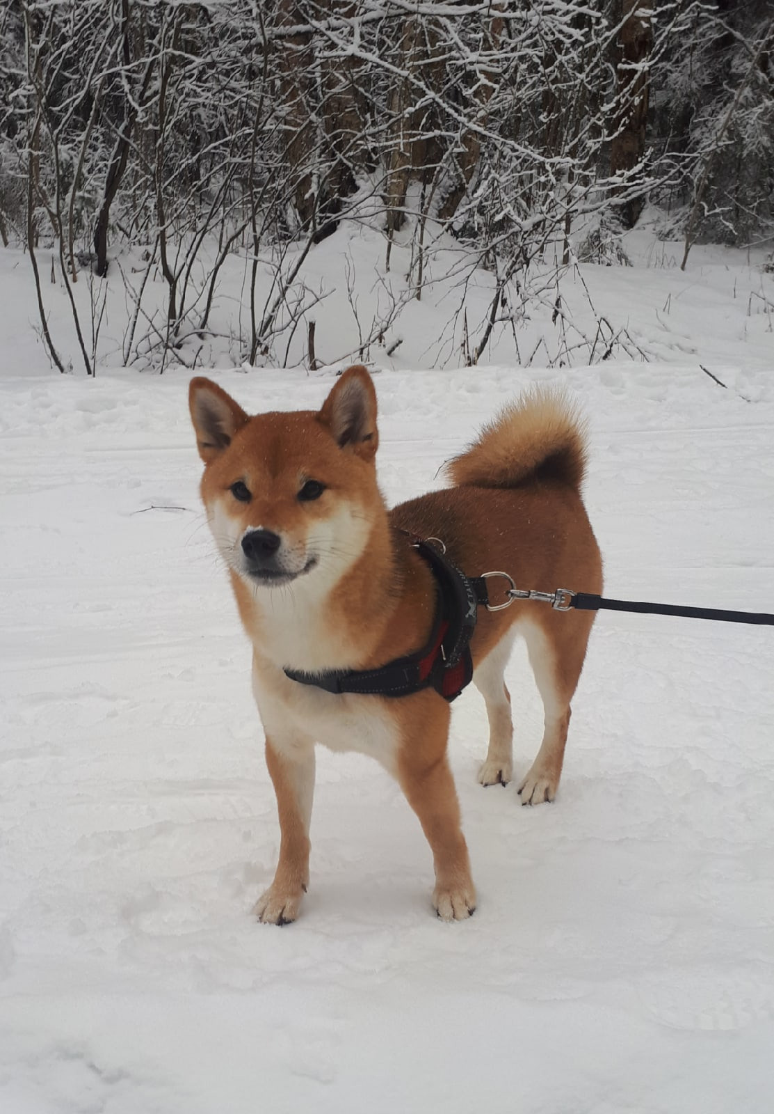 RUBYLIGHT DOLL * Долька (Отец: Хиро * HANDZIMEMESITE HIRO , Мать: Дэва * ZOLOTO PARTII DEVANA GODDESS OF HUNT) сиба