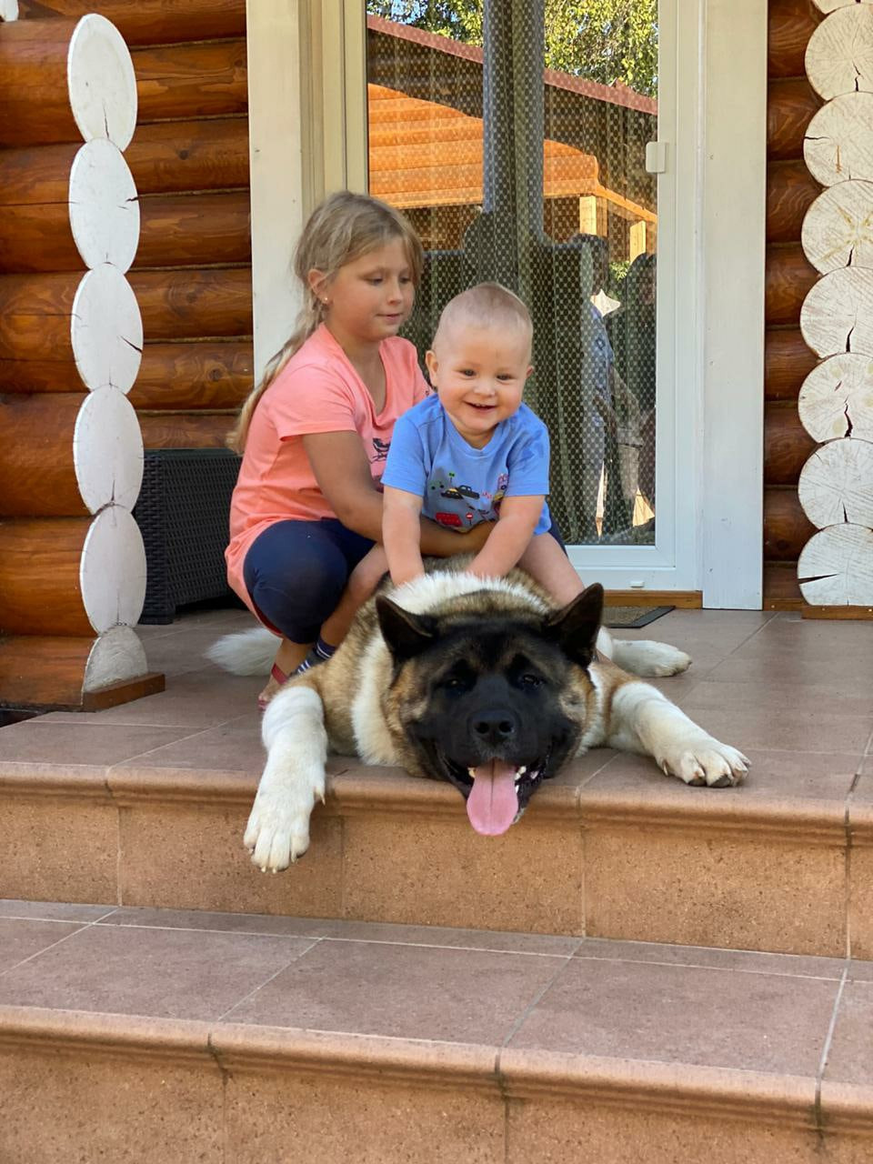 Американская акита питомник RUBYLIGHT. Американская акита I Сиба ину I Питомник RUBYLIGHT