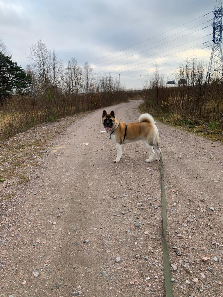 RUBYLIGHT GARMONIA * Гаара. AMERICAN AKITA RUBYLIGHT KENNEL I SHIBA-INU