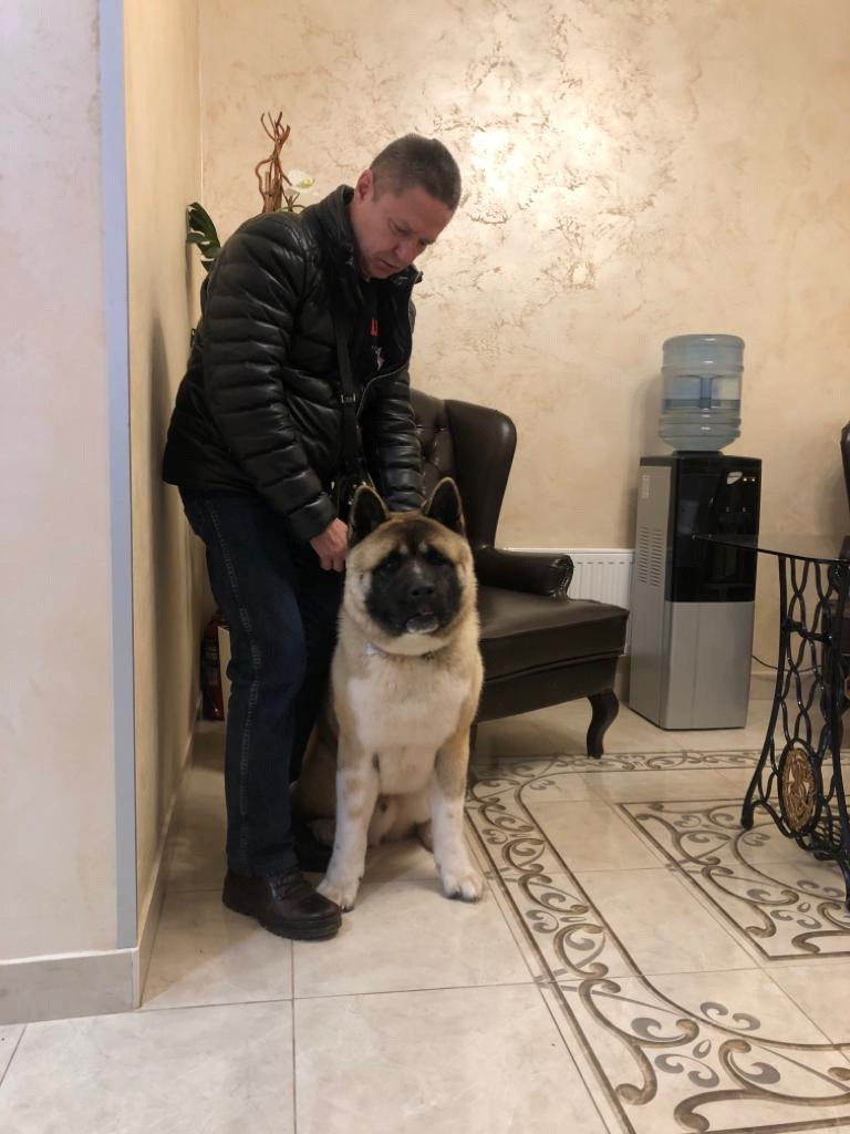 RUBYLIGHT BISHAMON * Тиль. AMERICAN AKITA RUBYLIGHT KENNEL I SHIBA-INU