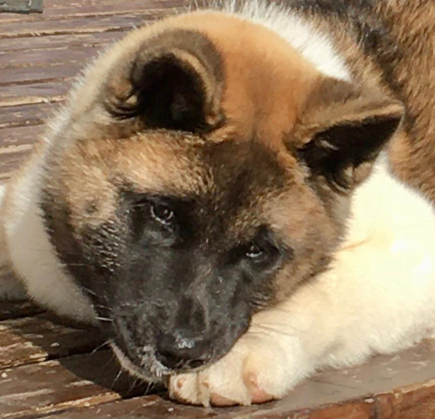 Американская акита питомник RUBYLIGHT. Американская акита I Сиба ину I Питомник RUBYLIGHT