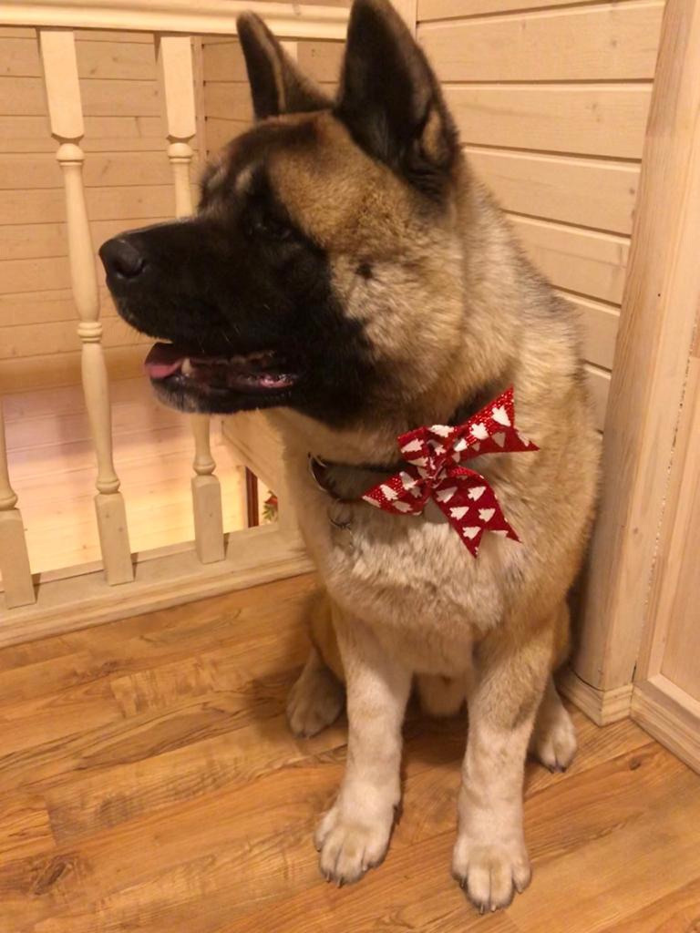 RUBYLIGHT BISHAMON * Тиль. AMERICAN AKITA RUBYLIGHT KENNEL I SHIBA-INU