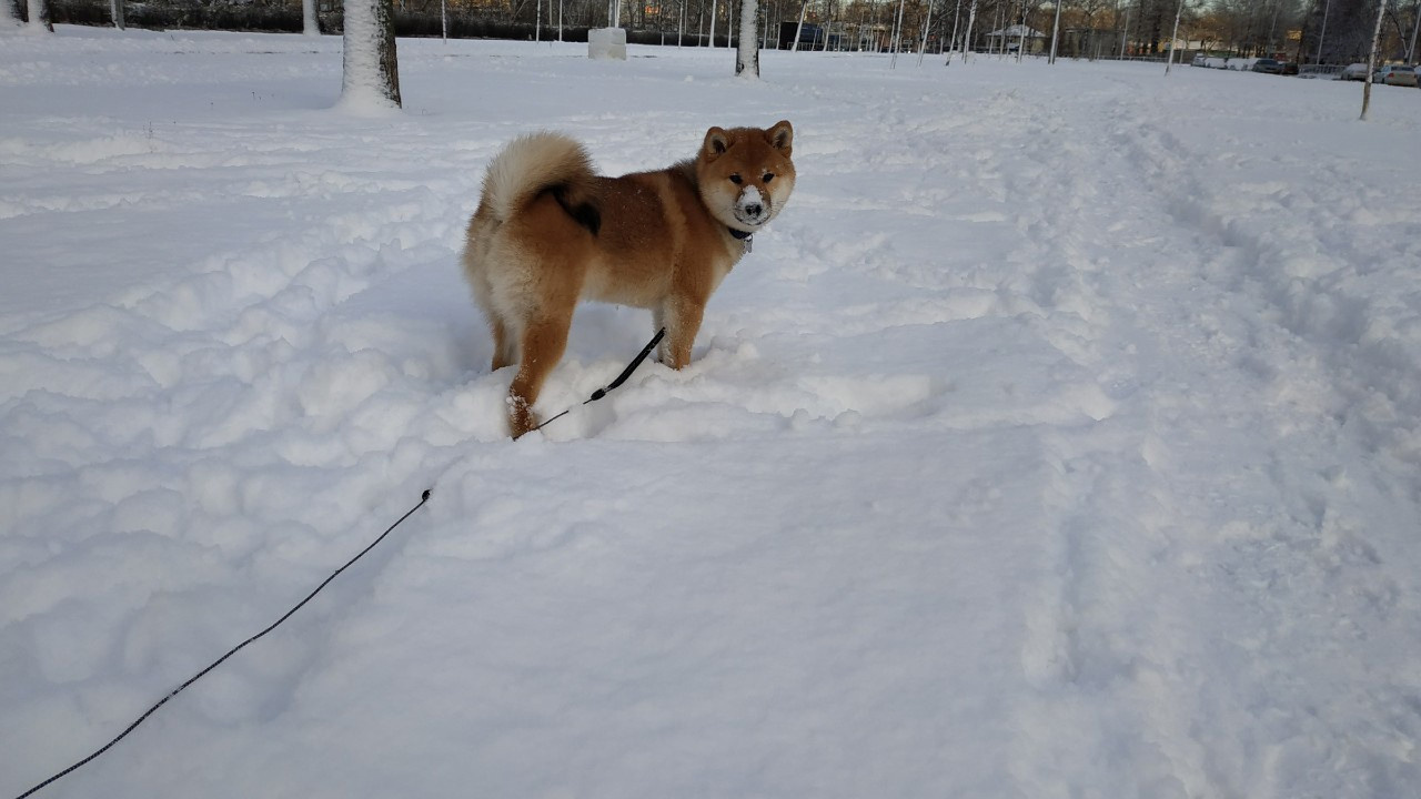 Сиба питомник RUBYLIGHT. Американская акита I Сиба ину I Питомник RUBYLIGHT