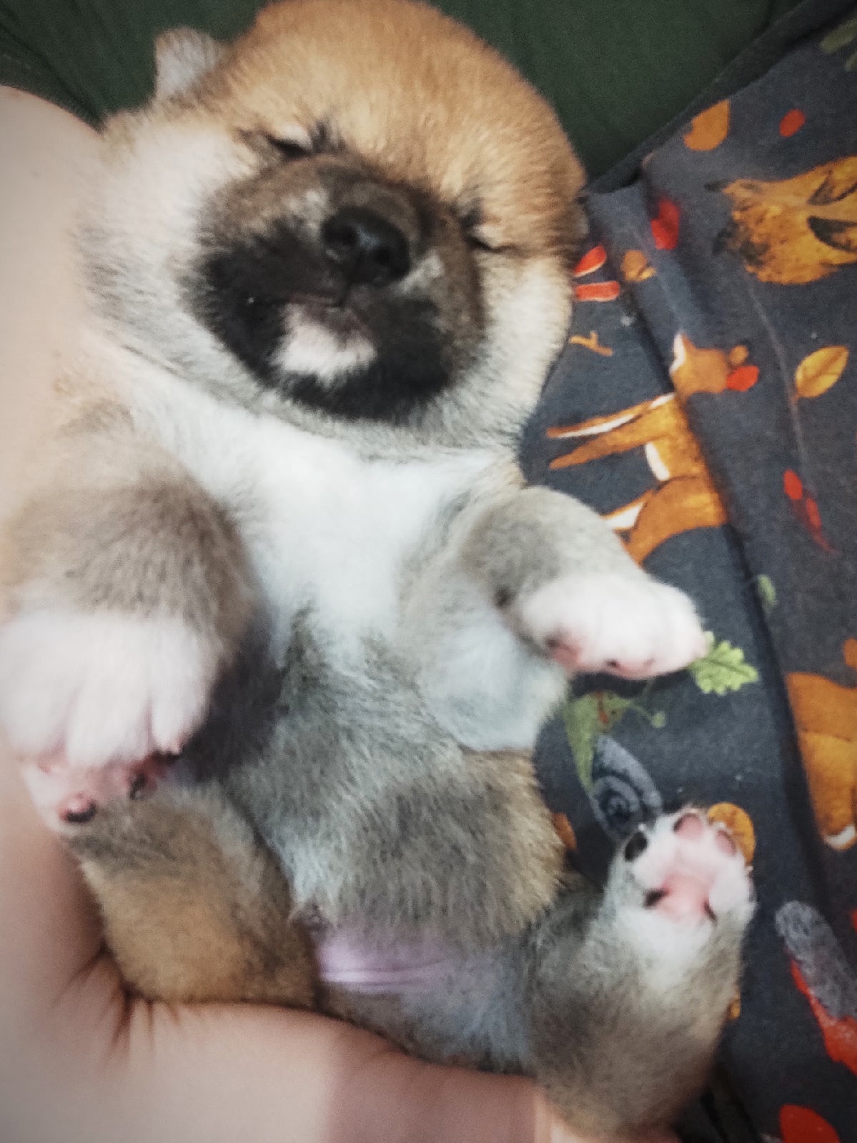 RUBYLIGHT IRON. AMERICAN AKITA RUBYLIGHT KENNEL I SHIBA-INU