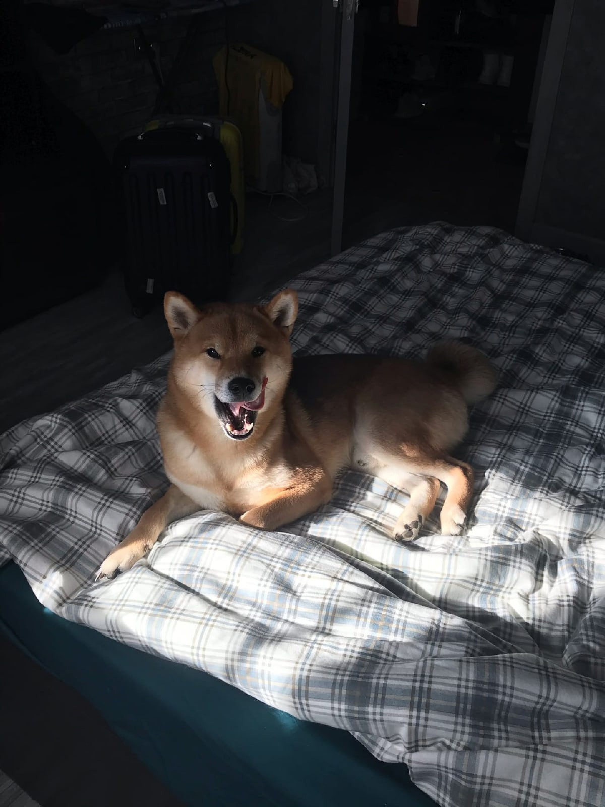 RUBYLIGHT DIN WINCHESTER. AMERICAN AKITA RUBYLIGHT KENNEL I SHIBA-INU