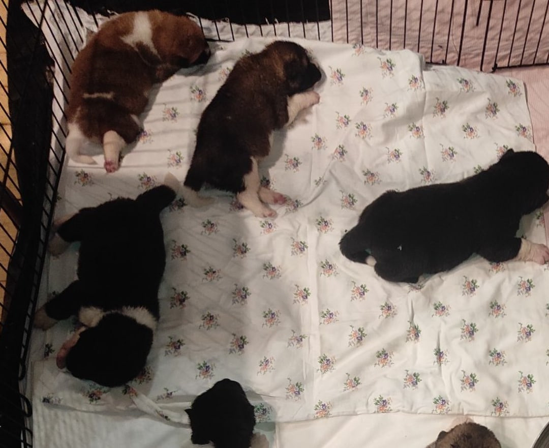 Американская акита питомник RUBYLIGHT. Американская акита I Сиба ину I Питомник RUBYLIGHT