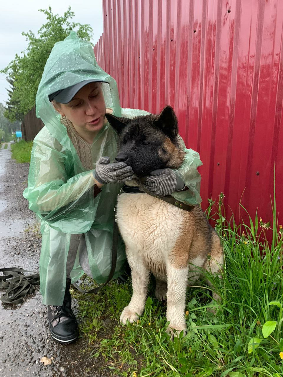 Американская акита питомник RUBYLIGHT. Американская акита I Сиба ину I Питомник RUBYLIGHT