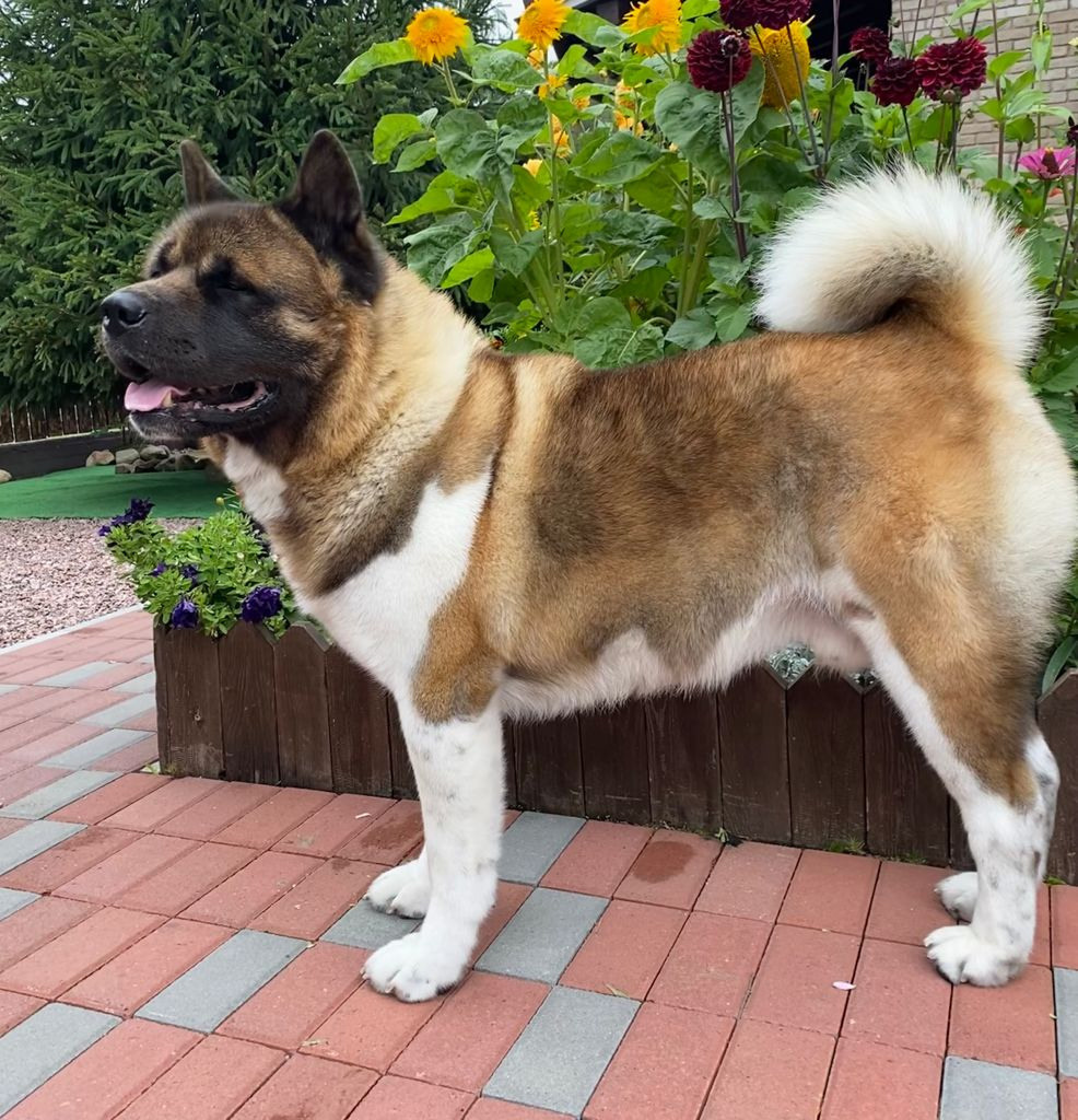 АМЕРИКАНСКАЯ АКИТА. Американская акита I Сиба ину I Питомник RUBYLIGHT