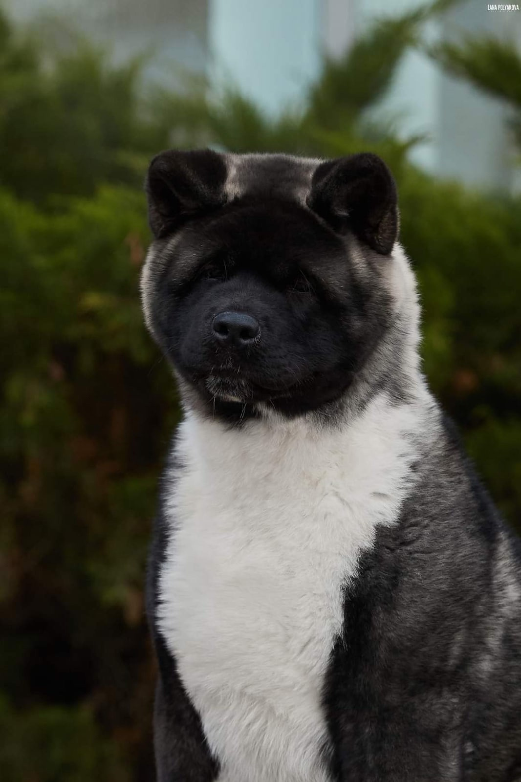 МЭР * Alter Real Merkurу  американская акита рубилайт rubylight акита вязка щенки