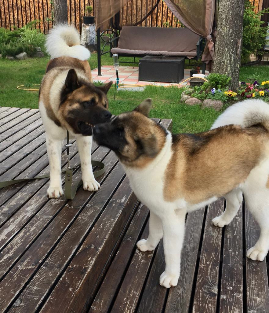 Американская акита питомник RUBYLIGHT. Американская акита I Сиба ину I Питомник RUBYLIGHT