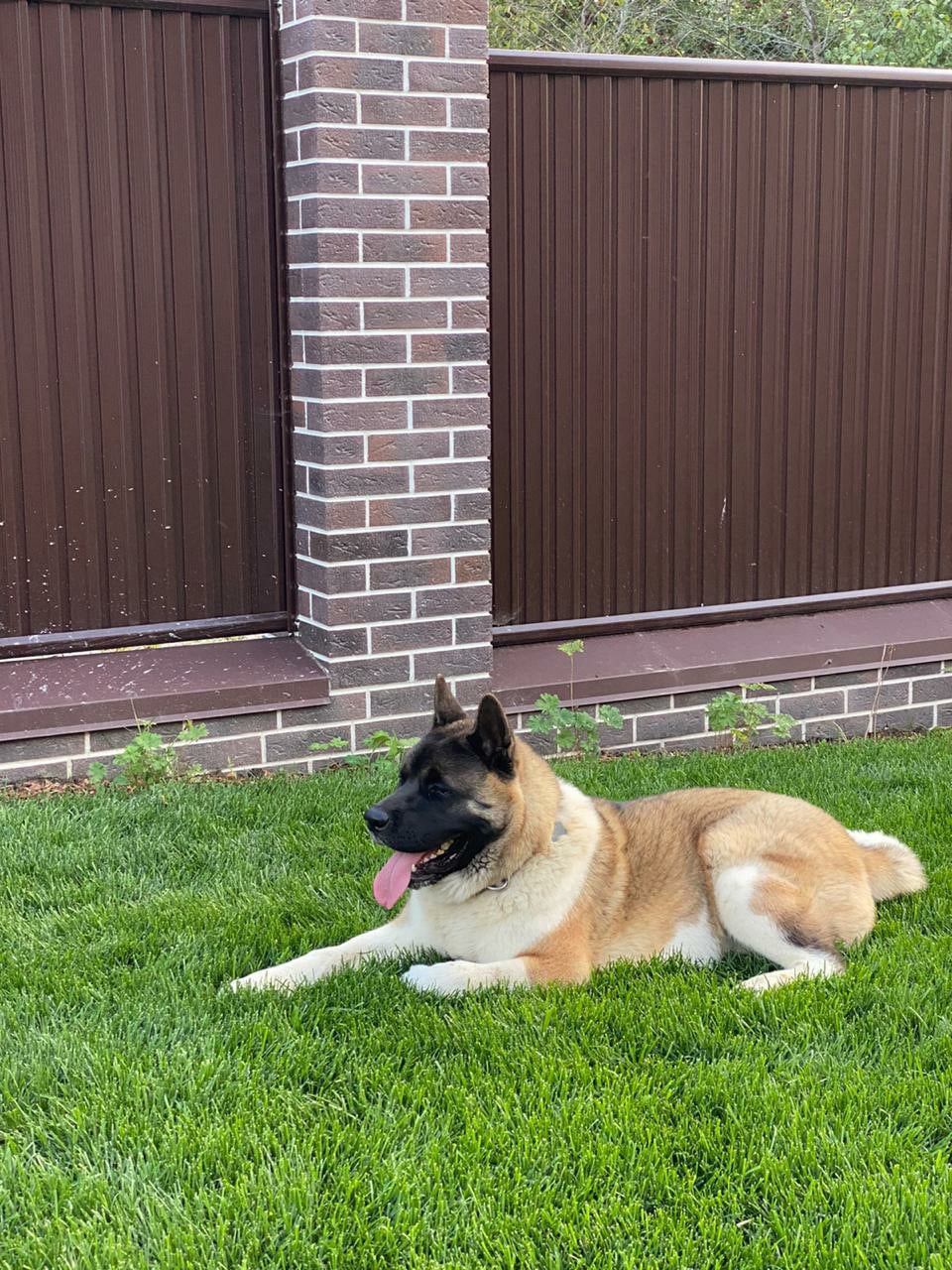 Американская акита питомник RUBYLIGHT. Американская акита I Сиба ину I Питомник RUBYLIGHT