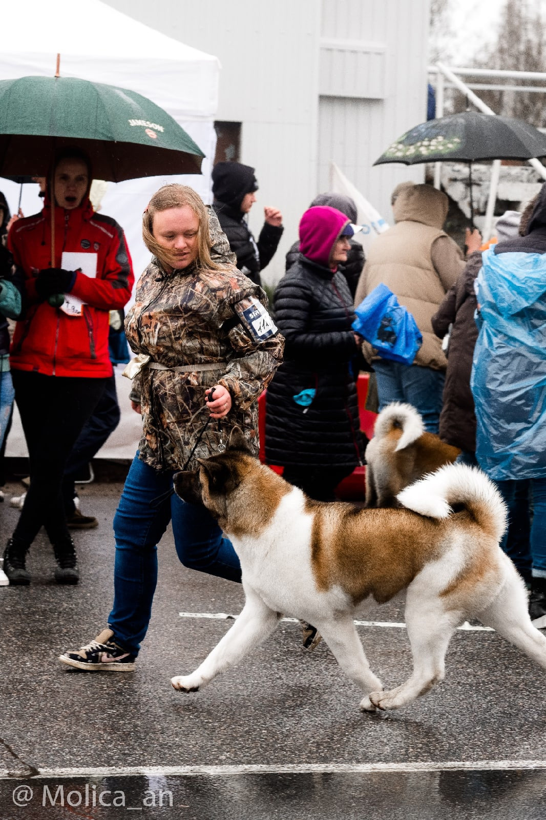 Американская акита питомник RUBYLIGHT. Американская акита I Сиба ину I Питомник RUBYLIGHT