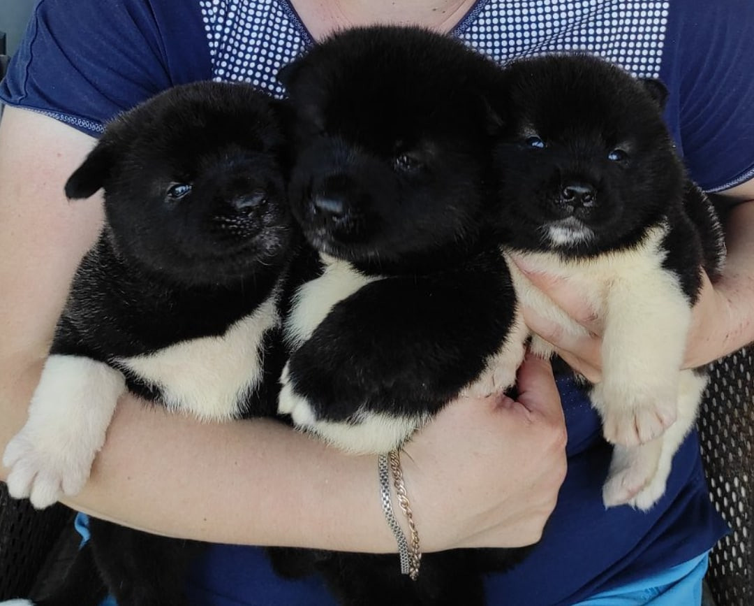 Американская акита питомник RUBYLIGHT. Американская акита I Сиба ину I Питомник RUBYLIGHT