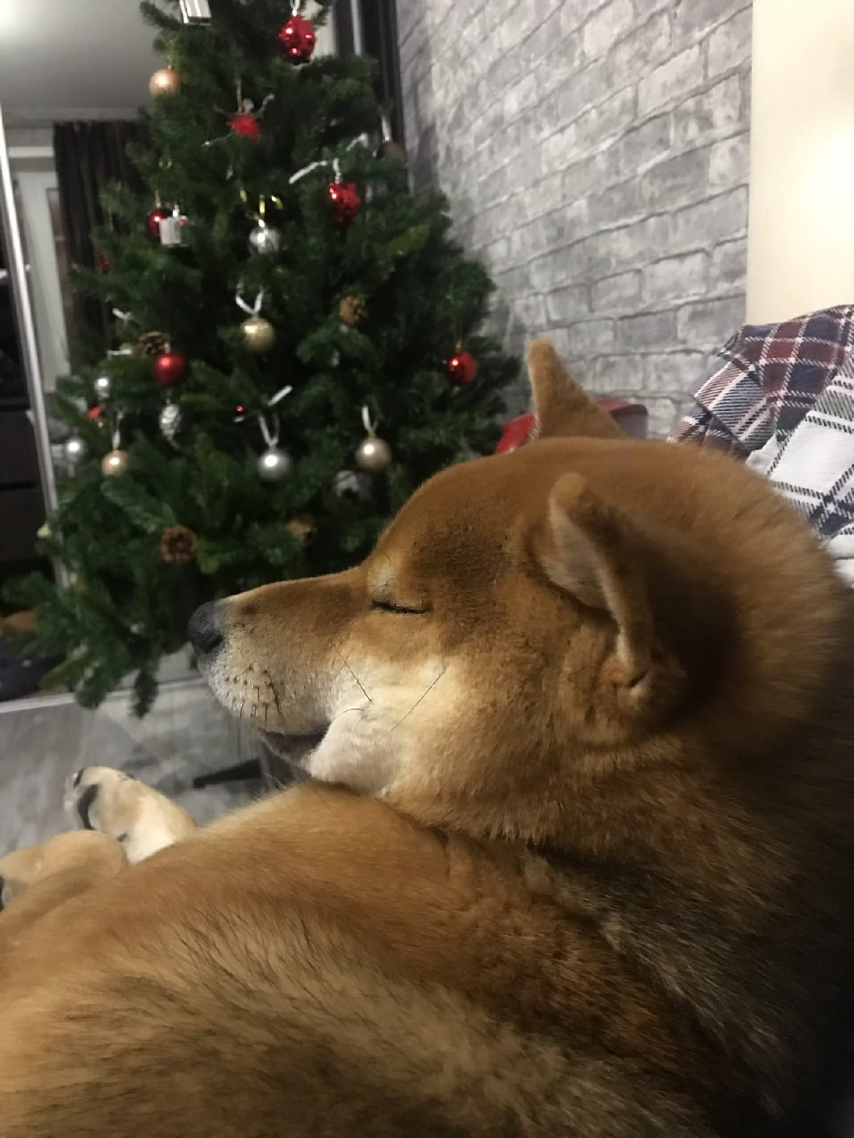 RUBYLIGHT DIN WINCHESTER. AMERICAN AKITA RUBYLIGHT KENNEL I SHIBA-INU