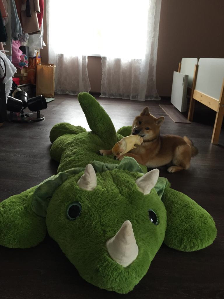 RUBYLIGHT DEXTER. AMERICAN AKITA RUBYLIGHT KENNEL I SHIBA-INU