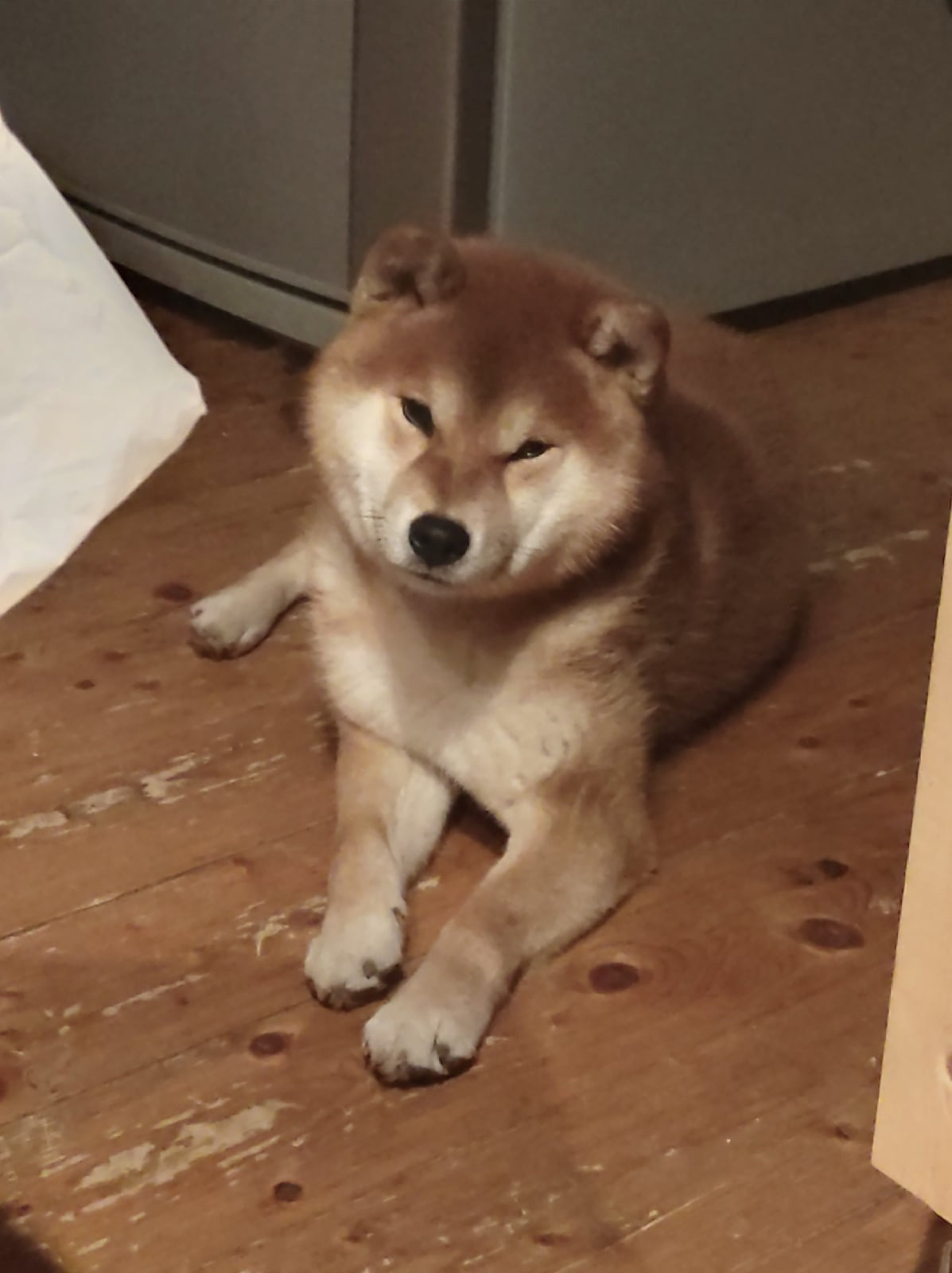 Локи * Shiomaru EVER DREAM * LOKI