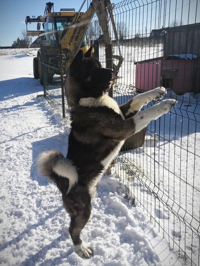 МЭР * Alter Real Mercury американская акита рубилайт rubylight акита вязка щенки