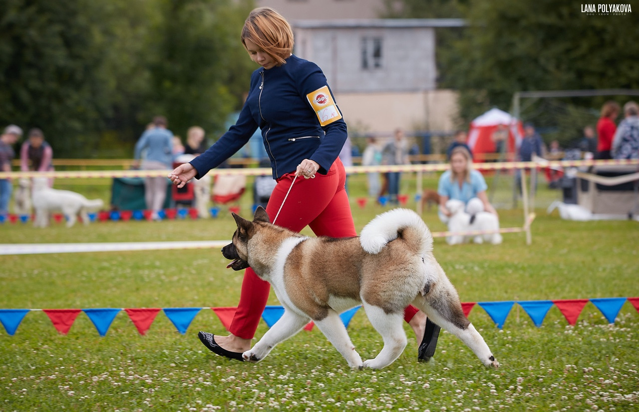 Американская акита питомник RUBYLIGHT. Американская акита I Сиба ину I Питомник RUBYLIGHT