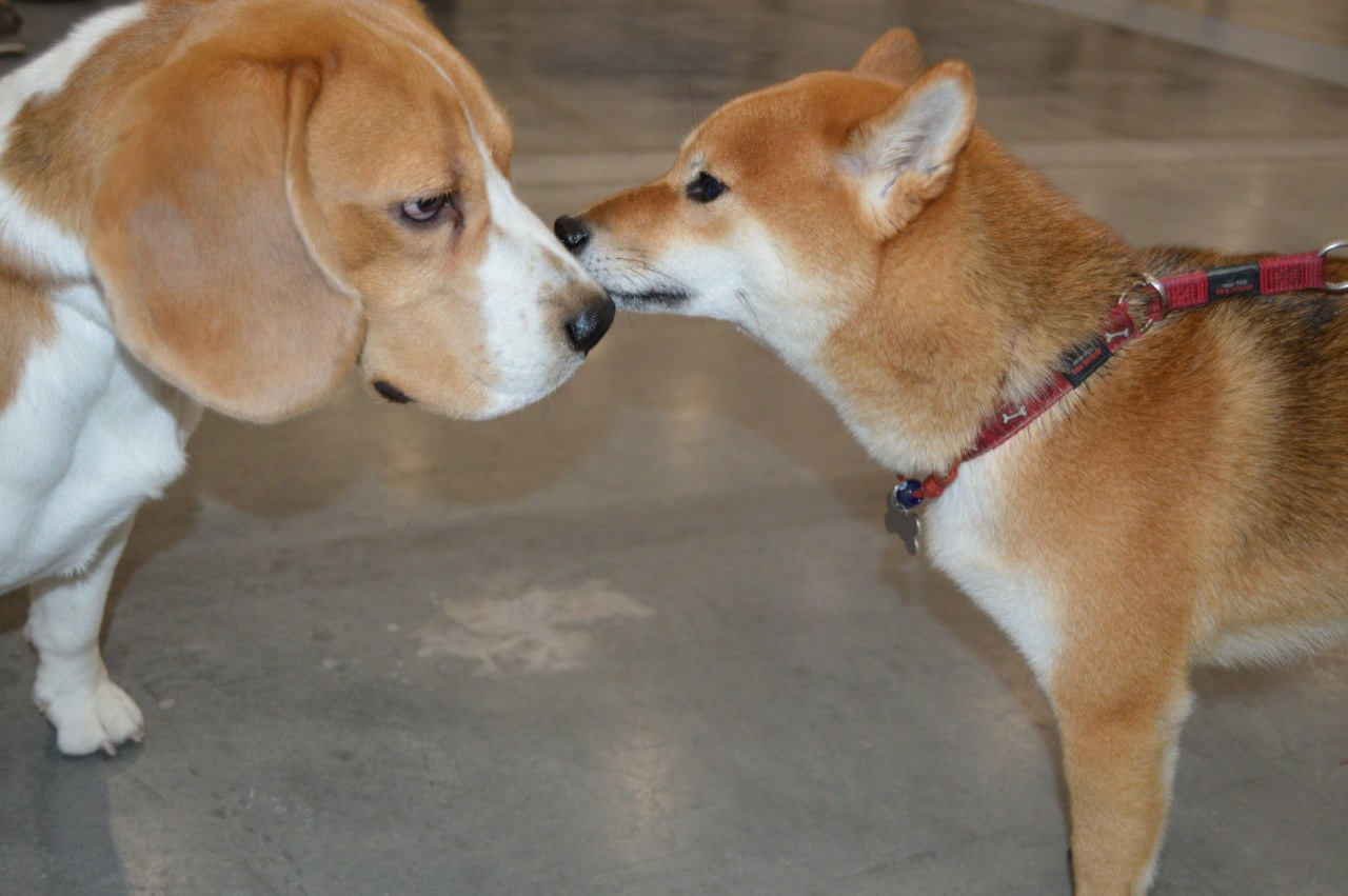 RUBYLIGHT DOLL * Долька (Отец: Хиро * HANDZIMEMESITE HIRO , Мать: Дэва * ZOLOTO PARTII DEVANA GODDESS OF HUNT) сиба