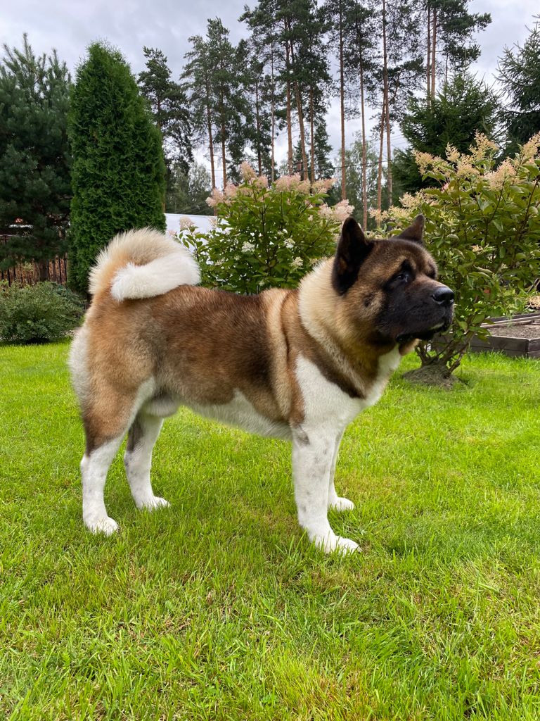 АМЕРИКАНСКАЯ АКИТА. Американская акита I Сиба ину I Питомник RUBYLIGHT