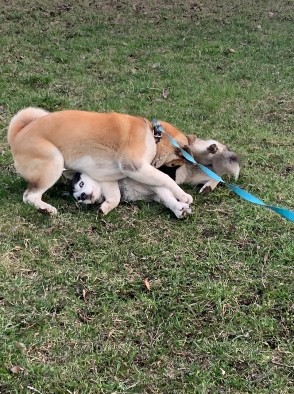 RUBYLIGHT GARMONIA * Гаара. AMERICAN AKITA RUBYLIGHT KENNEL I SHIBA-INU