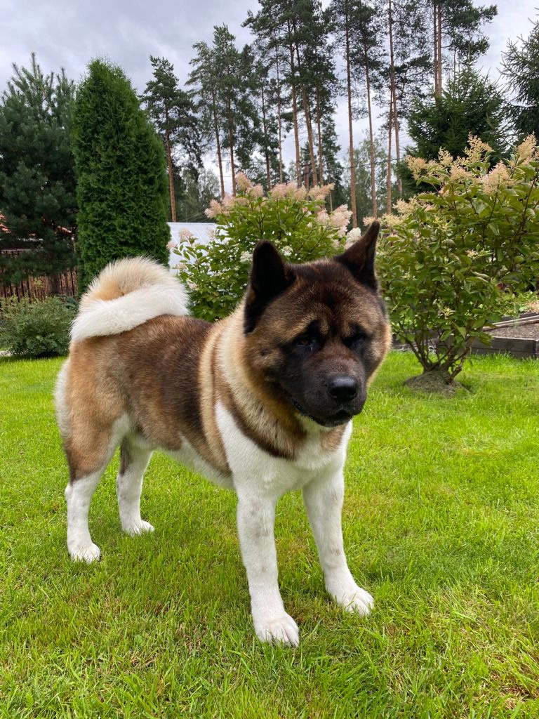 АМЕРИКАНСКАЯ АКИТА. Американская акита I Сиба ину I Питомник RUBYLIGHT