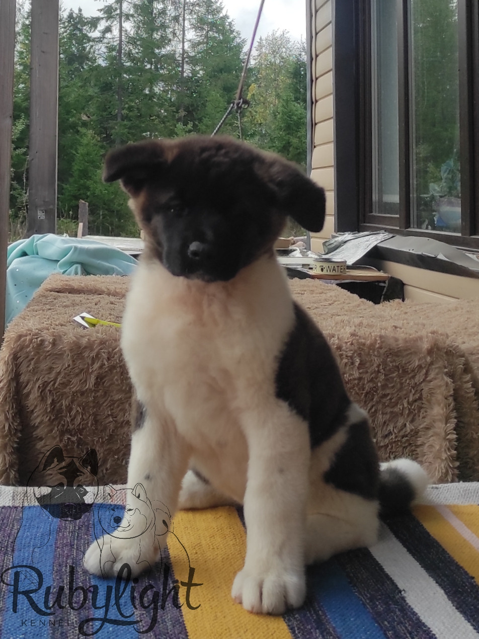 Американская акита питомник RUBYLIGHT. Американская акита I Сиба ину I Питомник RUBYLIGHT