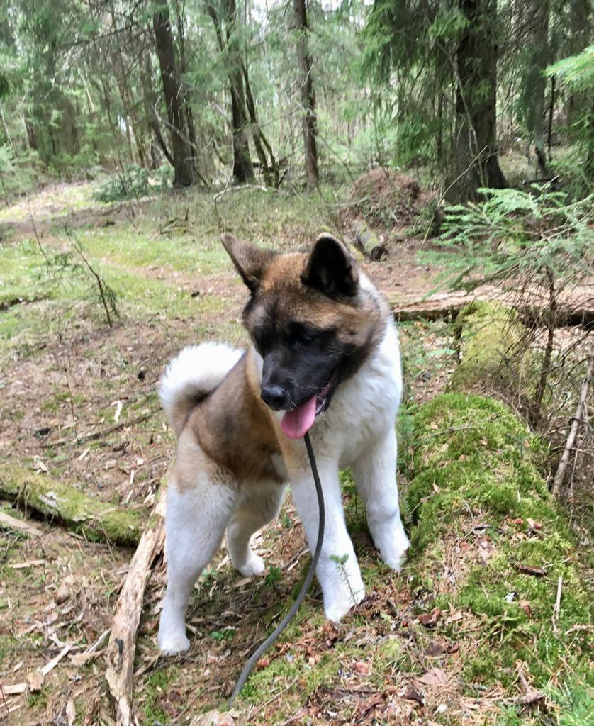 Американская акита питомник RUBYLIGHT. Американская акита I Сиба ину I Питомник RUBYLIGHT