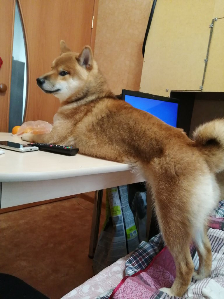 RUBYLIGHT DIN WINCHESTER. AMERICAN AKITA RUBYLIGHT KENNEL I SHIBA-INU