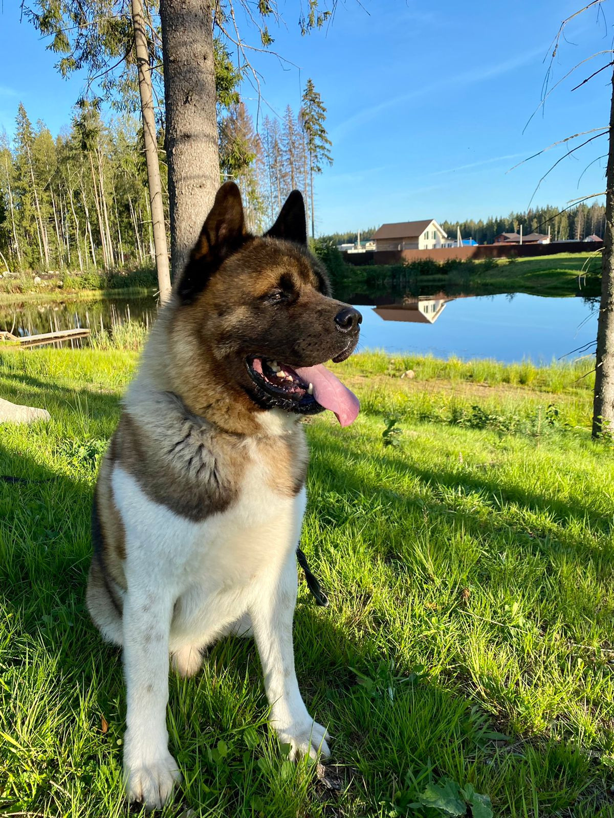 АМЕРИКАНСКАЯ АКИТА. Американская акита I Сиба ину I Питомник RUBYLIGHT