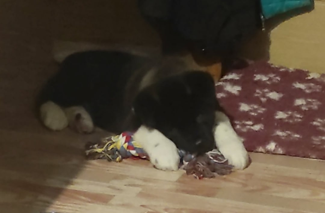 Rubylight Grom Американская акита питомник Рубилайт