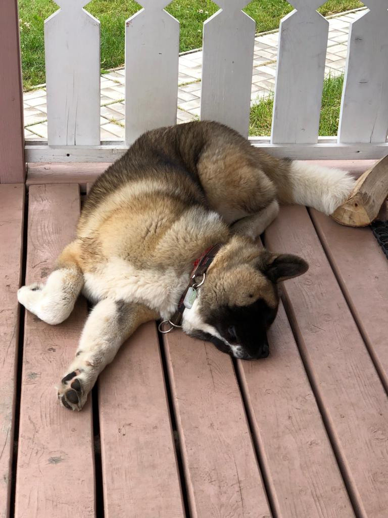 RUBYLIGHT BISHAMON * Тиль. AMERICAN AKITA RUBYLIGHT KENNEL I SHIBA-INU