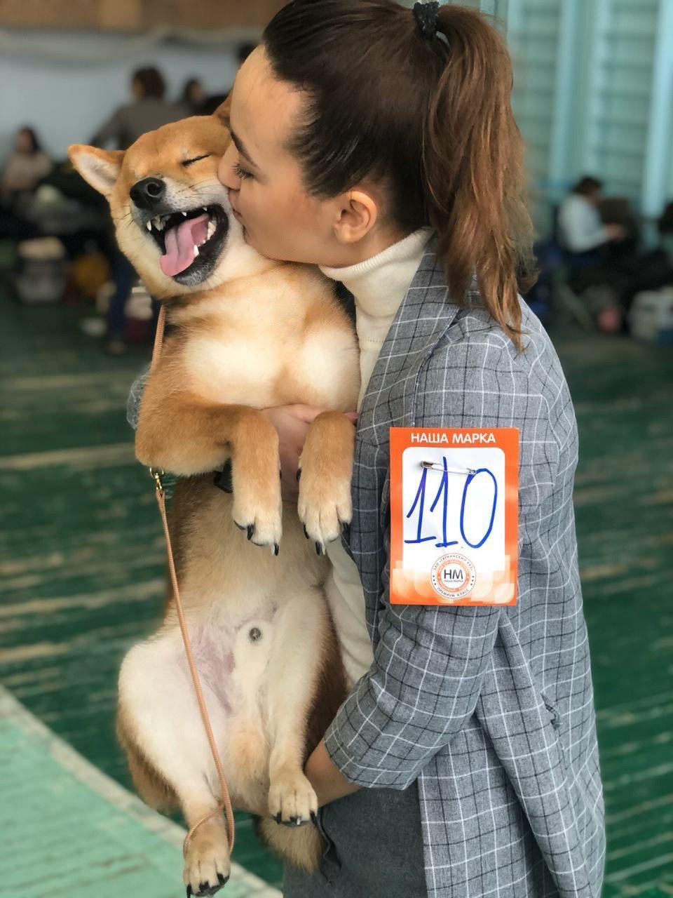 RUBYLIGHT DIN WINCHESTER. AMERICAN AKITA RUBYLIGHT KENNEL I SHIBA-INU