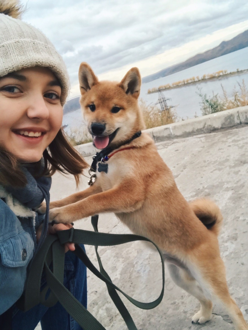 RUBYLIGHT DIN WINCHESTER. AMERICAN AKITA RUBYLIGHT KENNEL I SHIBA-INU