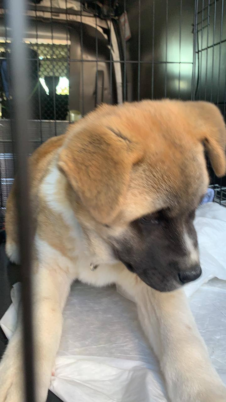 Американская акита питомник RUBYLIGHT. Американская акита I Сиба ину I Питомник RUBYLIGHT