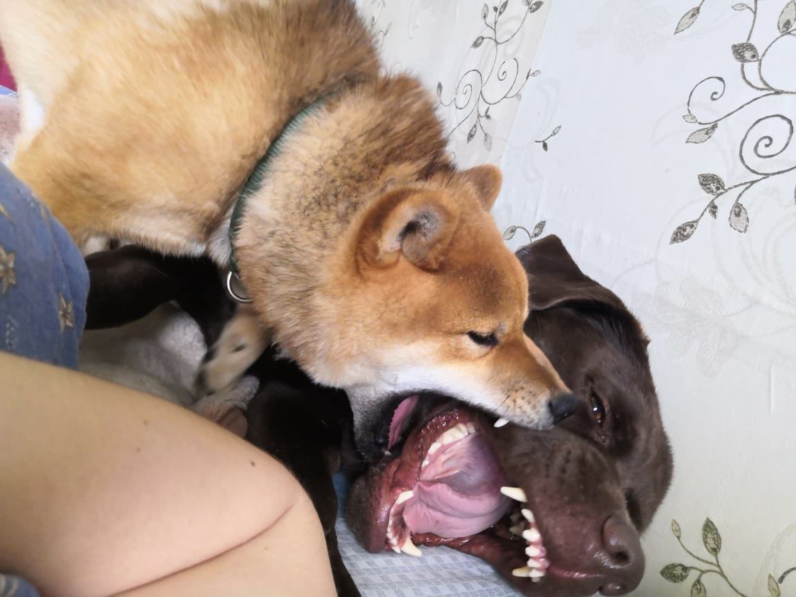 RUBYLIGHT DEXTER. AMERICAN AKITA RUBYLIGHT KENNEL I SHIBA-INU